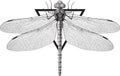 Dragonfly Royalty Free Stock Photo