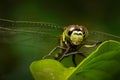 Dragonfly Royalty Free Stock Photo