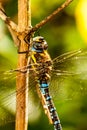 Dragonfly Royalty Free Stock Photo