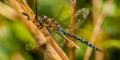 Dragonfly Royalty Free Stock Photo