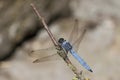 Dragonfly Royalty Free Stock Photo