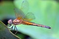 Dragonfly Royalty Free Stock Photo