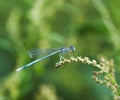 Dragonfly Royalty Free Stock Photo