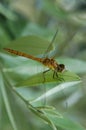 Dragonfly Royalty Free Stock Photo