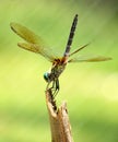 Dragonfly Royalty Free Stock Photo