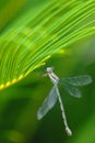 Dragonfly Royalty Free Stock Photo