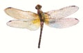 Dragonfly Aeschna Viridls with colorful wings beautiful