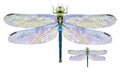 Dragonfly Aeschna Viridls with colorful wings beautiful