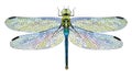 Dragonfly Aeschna Viridls with colorful wings beautiful