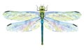 Dragonfly Aeschna Viridls with colorful wings beautiful