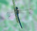 Dragonfly Aeshna affinis (male) Royalty Free Stock Photo