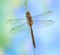 Dragonfly Aeshna isoceles
