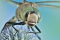 Dragonfly Aeshna isoceles Royalty Free Stock Photo