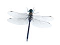 Dragonfly Aeshna mixta (female) Royalty Free Stock Photo