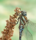 Dragonfly Aeshna mixta (male) Royalty Free Stock Photo