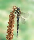 Dragonfly Aeshna mixta (male) Royalty Free Stock Photo