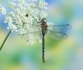 Dragonfly Aeshna mixta (male) Royalty Free Stock Photo