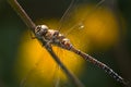 Dragonfly Aeshna mixta or Migrant hawker Royalty Free Stock Photo