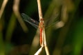 Large dragonflies. Summer meadow.