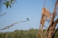 Dragonfly against the blue sky Royalty Free Stock Photo