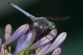 Dragonfly On Agapantha Flowers