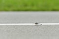 Dragonfly on airport runway Royalty Free Stock Photo