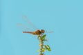 dragonfly alights on green plant isolated blue sky color background
