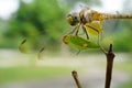 Dragonfly alone