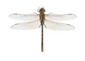 Dragonfly Anax ephippiger Royalty Free Stock Photo