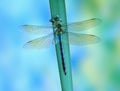 Dragonfly Anax imperator (female) Blue Emperor Royalty Free Stock Photo