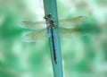 Dragonfly Anax imperator (female) Blue Emperor Royalty Free Stock Photo