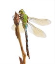 Dragonfly Anax imperator (female) Blue Emperor Royalty Free Stock Photo