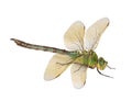 Dragonfly Anax imperator (female) Blue Emperor Royalty Free Stock Photo