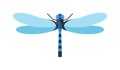 Dragonfly anax imperator male blue emperor with big eyes nature insect animal wildlife vector illustration. Royalty Free Stock Photo