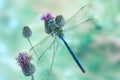 Dragonfly Anax imperator (male) Blue Emperor Royalty Free Stock Photo