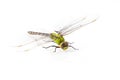 Dragonfly Anax imperator (male) Royalty Free Stock Photo