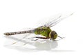 Dragonfly Anax imperator (male) Royalty Free Stock Photo