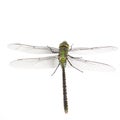 Dragonfly Anax imperator (male) Royalty Free Stock Photo