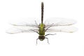 Dragonfly Anax imperator (male) Royalty Free Stock Photo