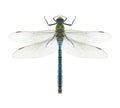 Dragonfly Anax imperator (male) Blue Emperor Royalty Free Stock Photo
