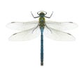 Dragonfly Anax imperator (male) Blue Emperor Royalty Free Stock Photo