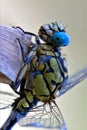 Dragonfly anax imperator Royalty Free Stock Photo
