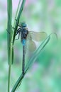 Dragonfly Anax parthenope (male) Royalty Free Stock Photo