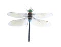 Dragonfly Anax parthenope (male) Royalty Free Stock Photo