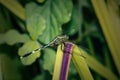 Dragonfly animal. Large-eyed insects with four wings and a long tail perched on thatch leaves