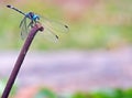 Dragonfly, Anisoptera Class