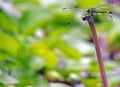 Dragonfly, Anisoptera Class Royalty Free Stock Photo