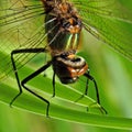 Dragonfly Anisoptera head