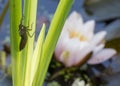 Dragonfly Nymph on Iris Leaf with Lily Royalty Free Stock Photo