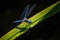 Dragonfly arches its back for the Hunt